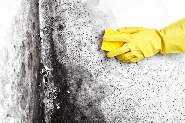 Professional Mold Removal in Tupelo, MS