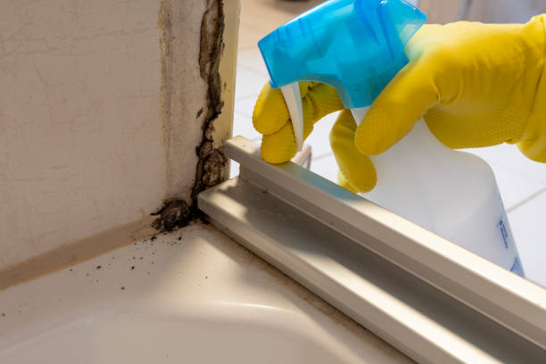 Best Mold Removal Company Near Me  in Tupelo, MS
