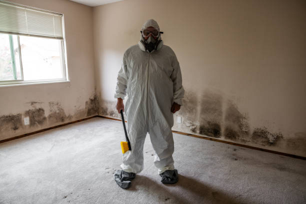 Home Mold Removal in Tupelo, MS