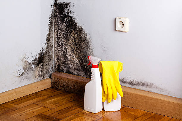 Best Emergency Mold Removal  in Tupelo, MS