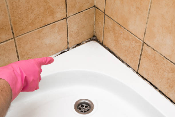 Best Residential Mold Removal  in Tupelo, MS